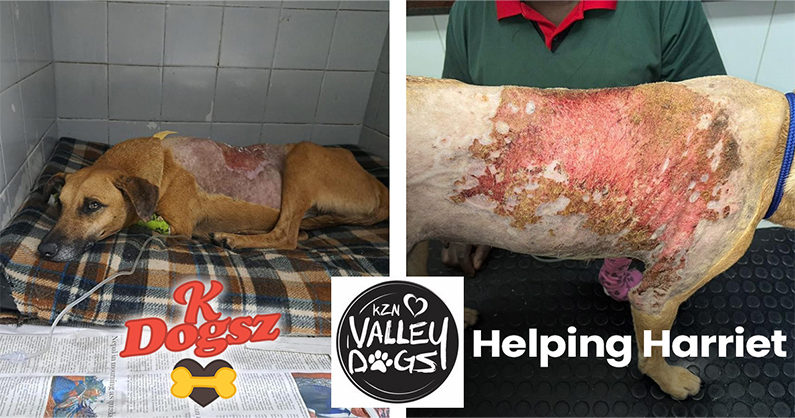 KDogsz steps up to help Harriet and KZN Valley Dogs